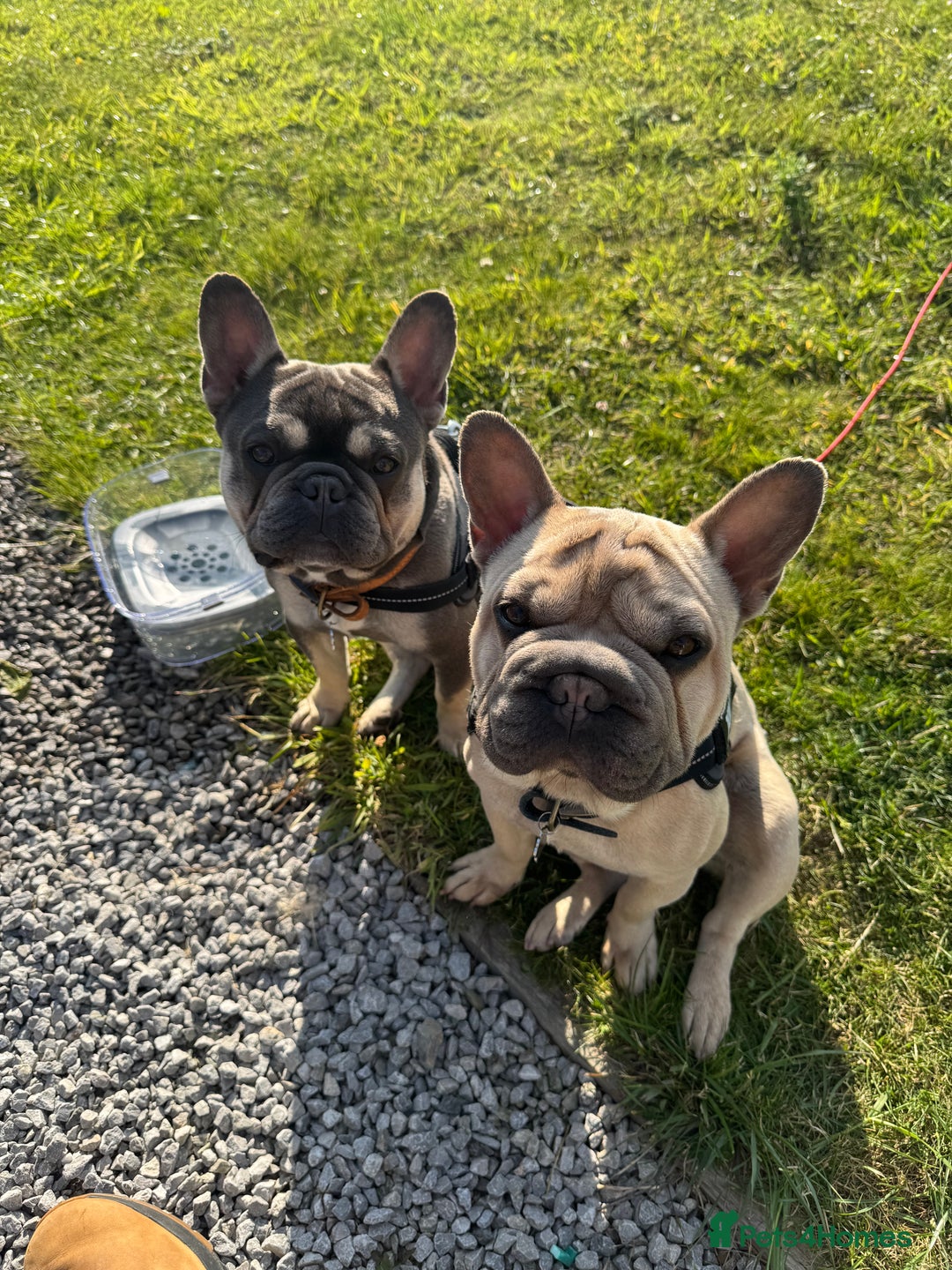French Bulldog dogs for sale: 2 French Bulldogs (brothers) - Image 1