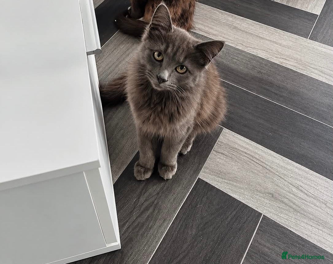 Mixed Breed cats Nebelung kitten for sale  - Advert 2