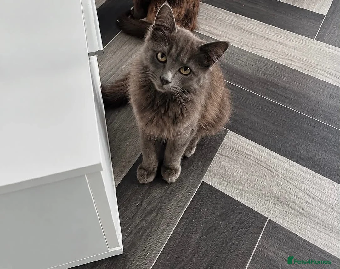 Mixed Breed cats for sale: Nebelung kitten for sale  - Advert 1