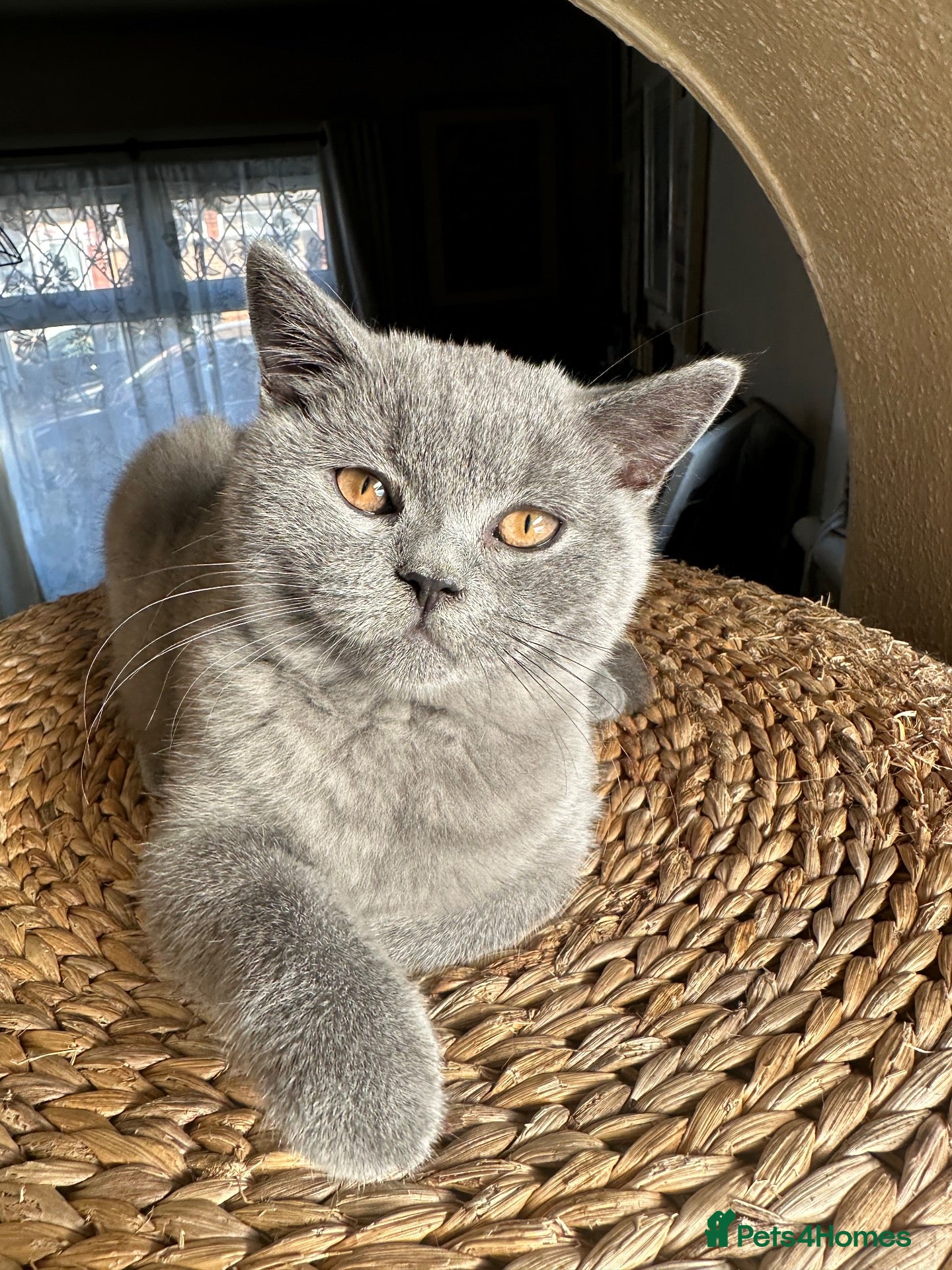 British Shorthair cats Pure Pedigree GCCF-Registered kittens  - Advert 11