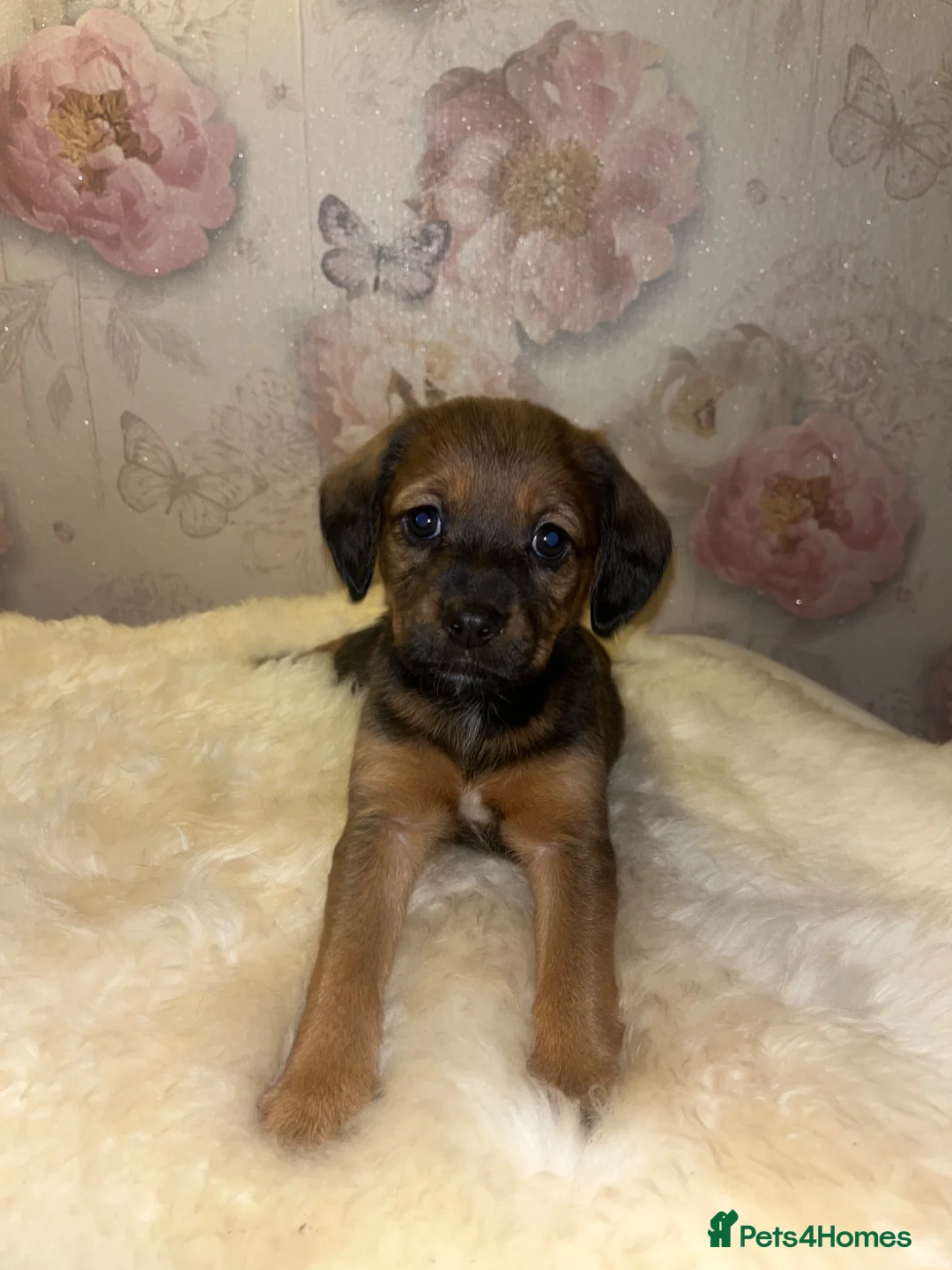 Mixed Breed dogs for sale: Cocker spaniel cross  - Advert 2