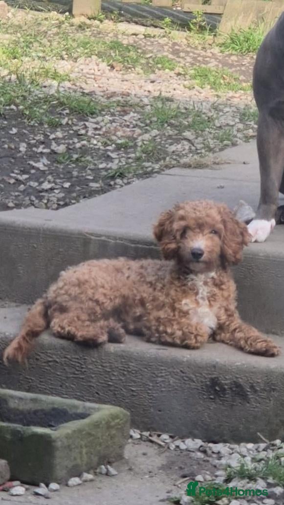 Cockapoo dogs X3 F1b cockapoo  - Advert 3