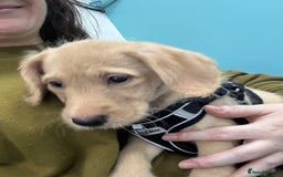 Mixed Breed dogs for sale: Female golden labradoodle  - Image 4