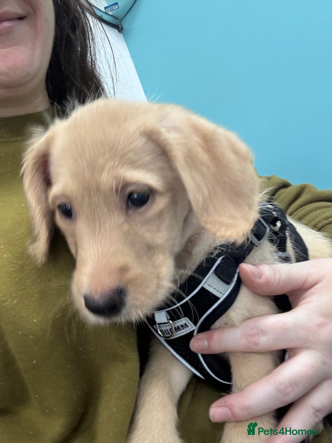 Mixed Breed dogs for sale: Female golden labradoodle  - Image 4