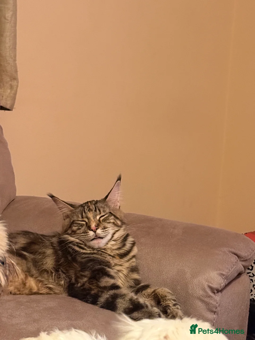 Maine Coon cats for sale: Fully registered Maine Coon kittens  - Advert 2