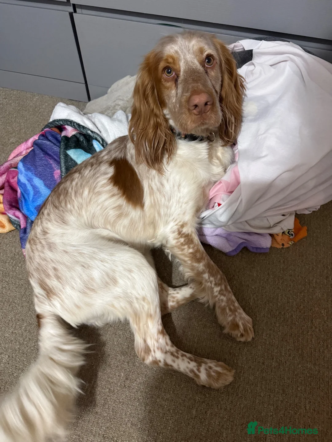 Cocker Spaniel dogs for sale: 1 year old male Cocker Spaniel named Teddy in Hove - Advert 1