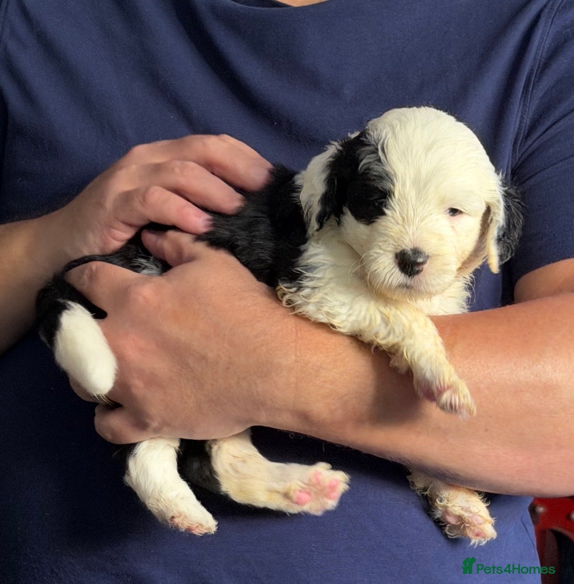 Mixed Breed dogs Sheepadoodle Puppies 3M 3F Old English Sheepdog - Advert 4