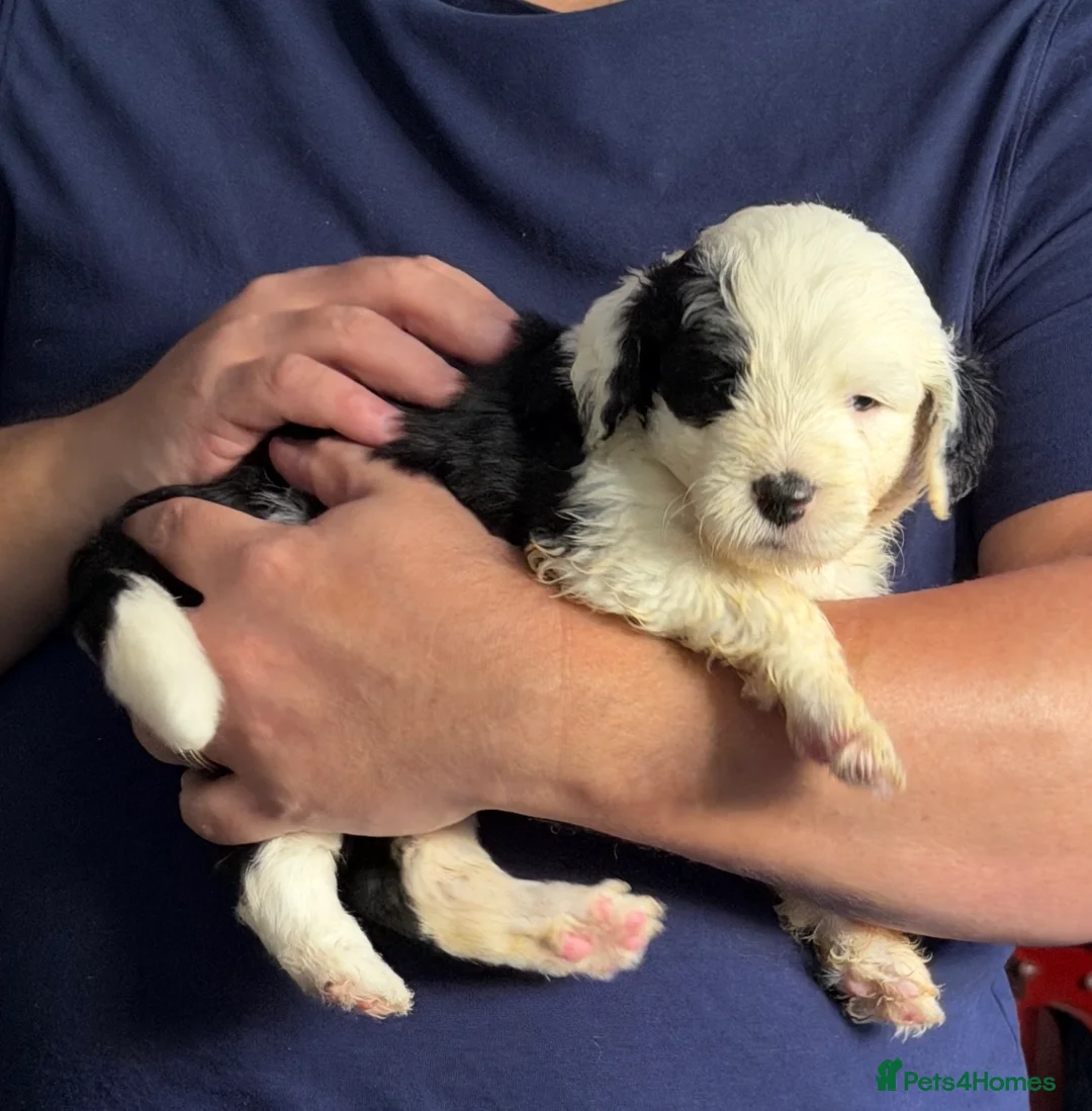 Mixed Breed dogs for sale: Sheepadoodle Puppies 2F Old English Sheepdog - Advert 2