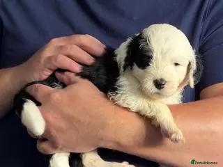 Mixed Breed dogs Sheepadoodle Puppies 3M 3F Old English Sheepdog - Advert 4
