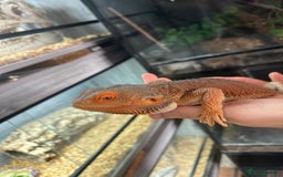 Bearded Dragon reptiles for sale: 1 lovely orange male bearded dragon  - Image 4
