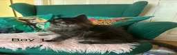 Maine Coon cats for sale: MONSTRUAL GIANTS! Elite MAINE COON Kittens  - Advert 30