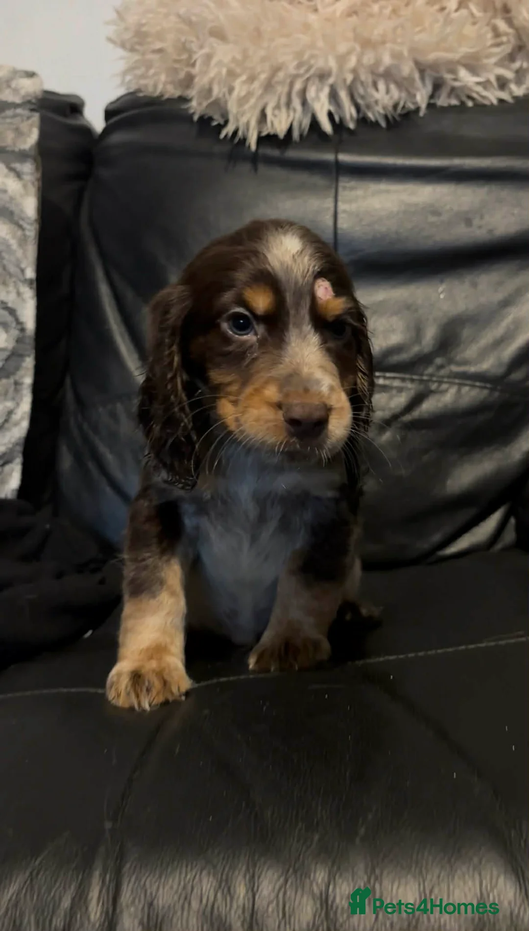 Cocker Spaniel dogs for sale: Beautiful cockerspaniel puppies - Advert 2