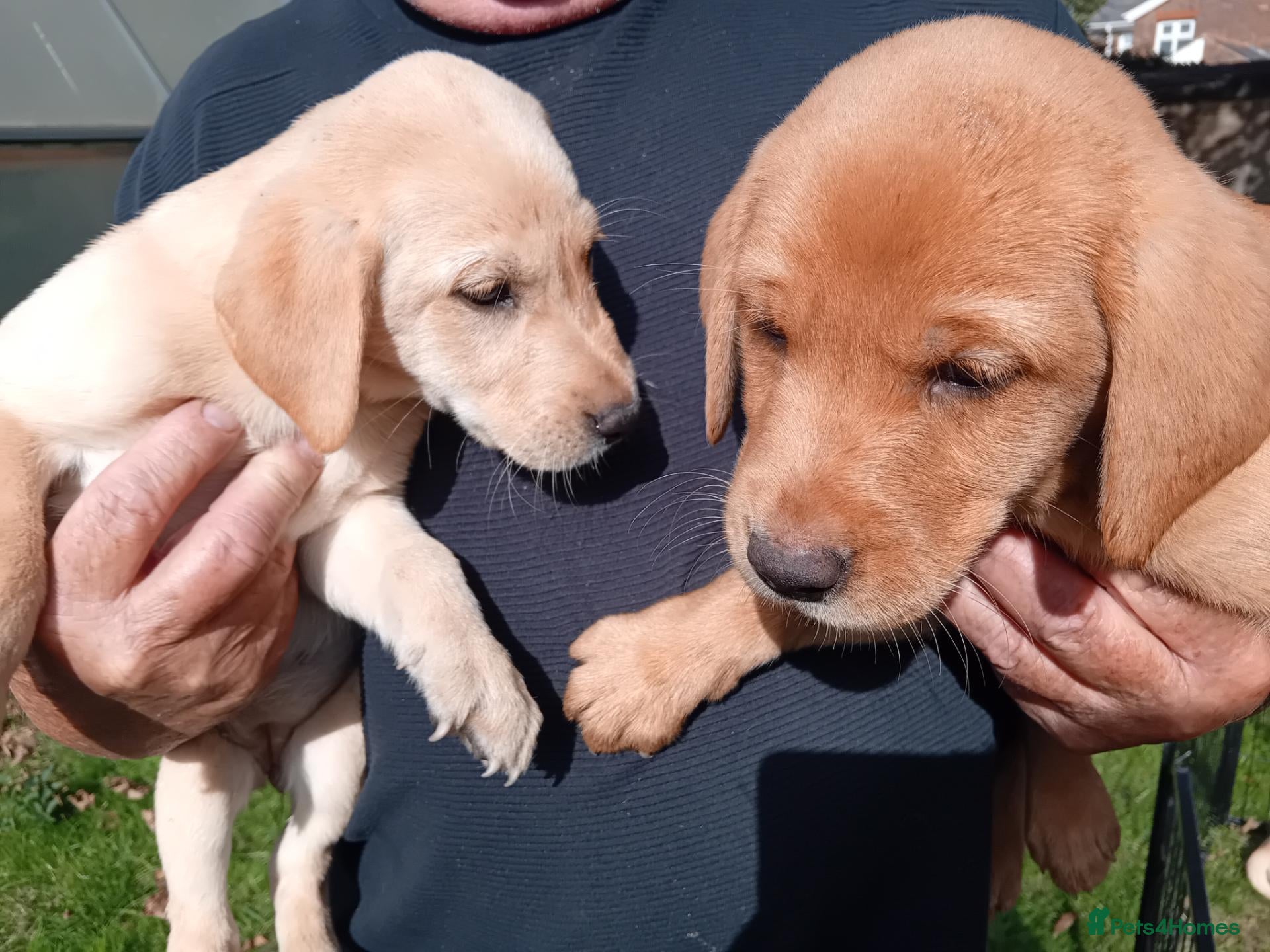 Labrador Retriever dogs Labrador pups for sale black and fox red.  - Advert 10