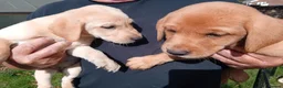 Labrador Retriever dogs for sale: Ready to go now Labrador pups for sale.  - Advert 4