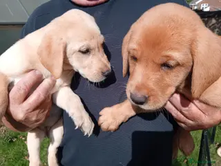 Labrador Retriever dogs Labrador pups for sale black and fox red. - Advert 10