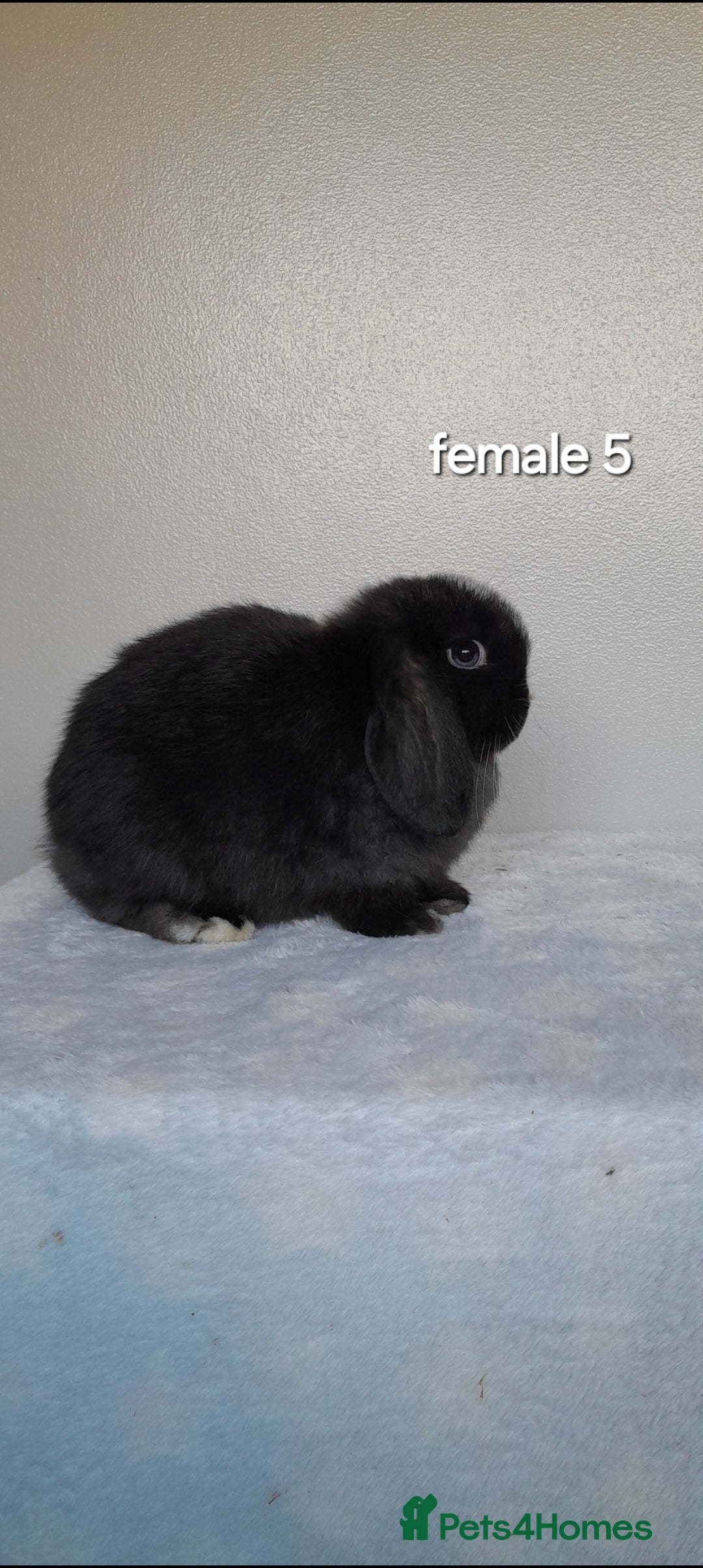 Mini Lop rabbits Purebred mini lop rabbits  - Advert 18