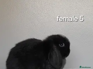 Mini Lop rabbits Purebred mini lop rabbits - Advert 1