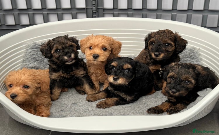 Schnoodle dogs - Advert 1