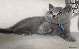 British Shorthair cats for sale: Beautiful kittens  - Image 30