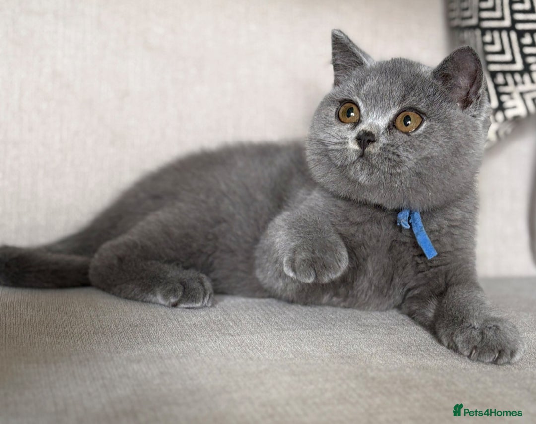 British Shorthair cats for sale: Beautiful kittens  - Image 30