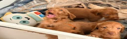 Hungarian Vizsla dogs for sale: Wirehaired Hungarian Vizsla 💕 - Advert 12