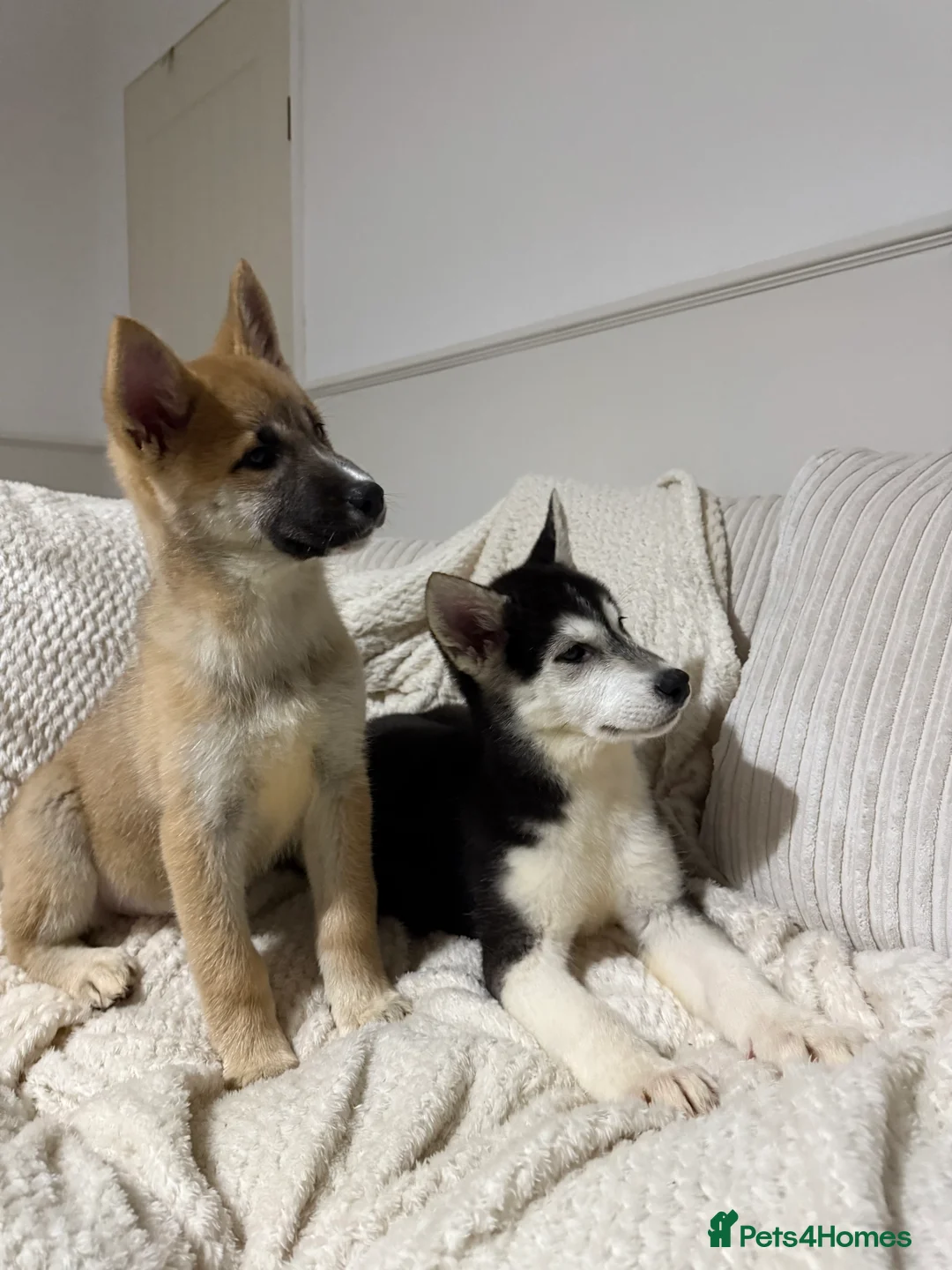 Huskita dogs for sale: FULLY VACCINATED Huskita Puppies 🤍 LAST 2 - Advert 4