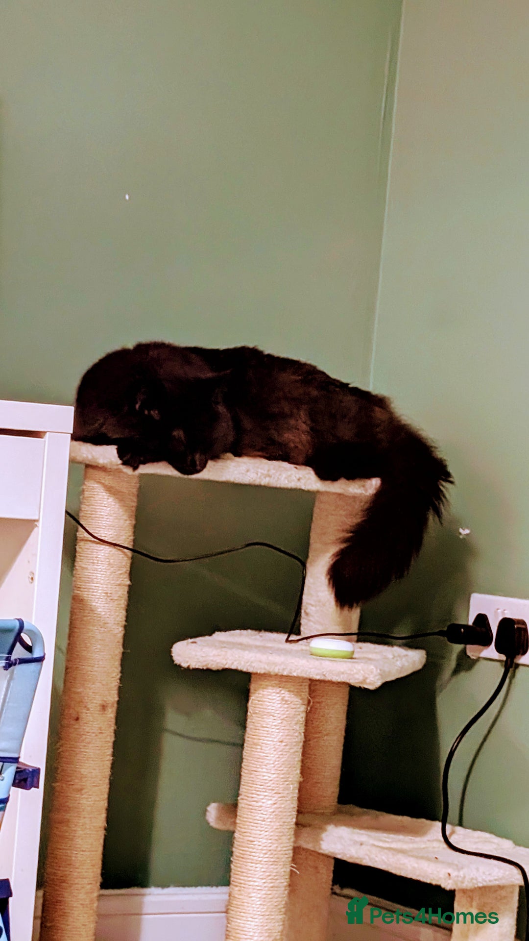 British Longhair cats for sale: Black brown long haired cat - Image 5