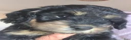 Cockapoo dogs for sale: Beautiful F1b Cockapoo Puppies phantom colours 🐾 - Advert 11