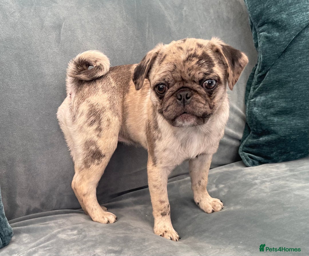 Pug dogs for sale: Pug Puppies  - Image 14