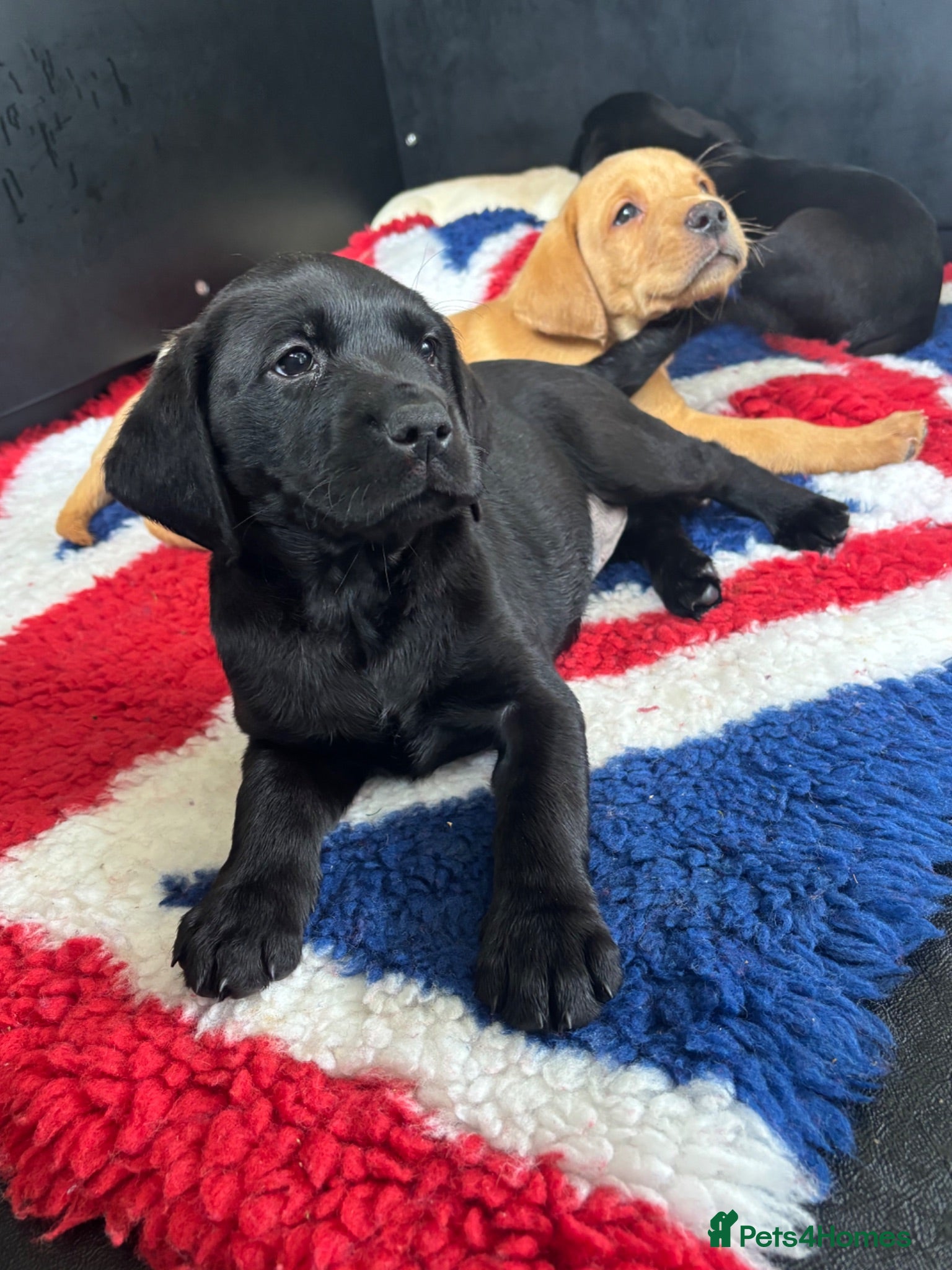 Labrador Retriever dogs Gorgeous KC Vet Checked Lab Puppies - Ready now - Advert 1