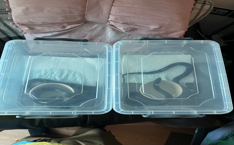 King Snake reptiles - Advert 6