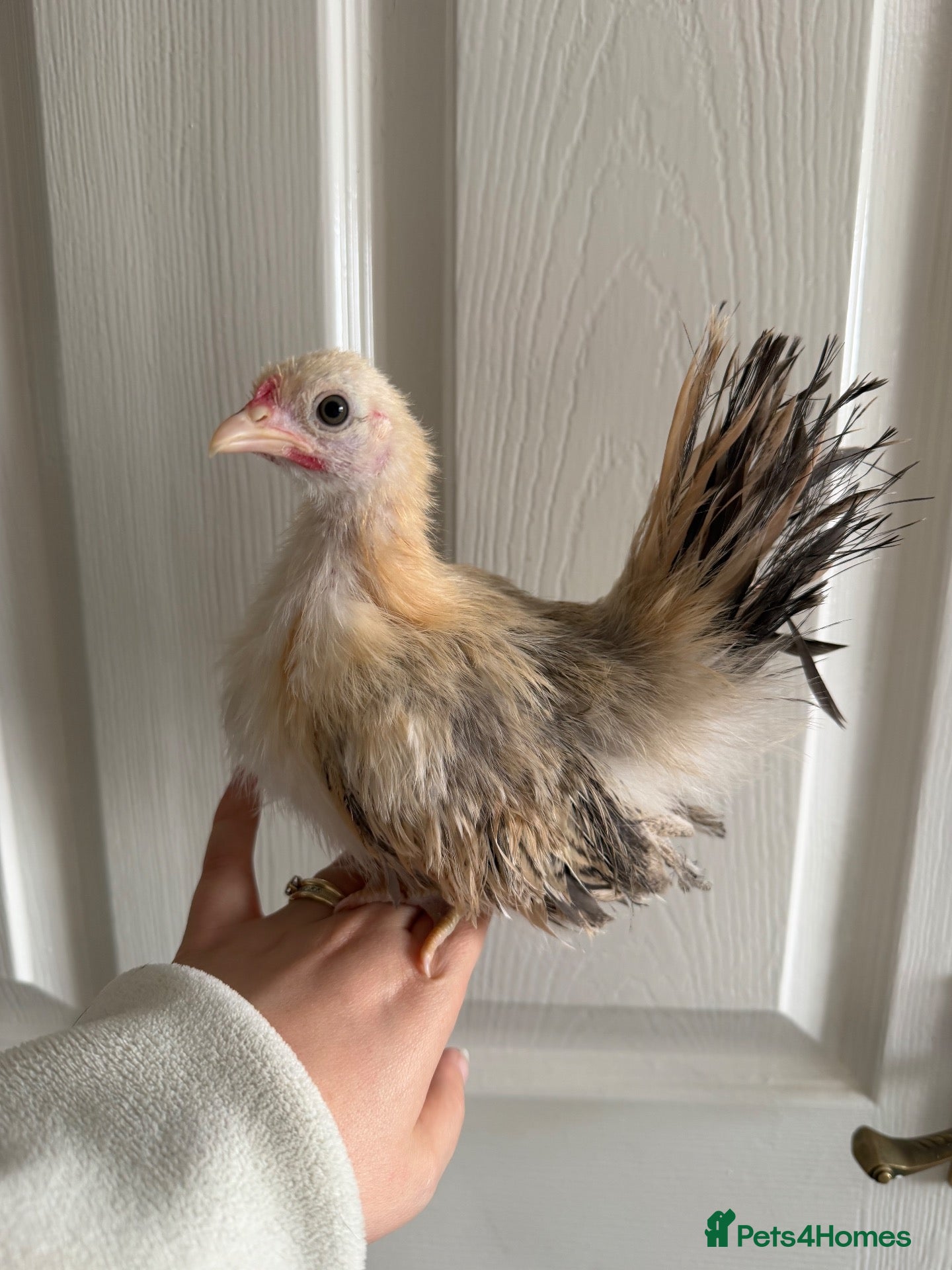 Chickens poultry Serama silkie pair - Advert 8