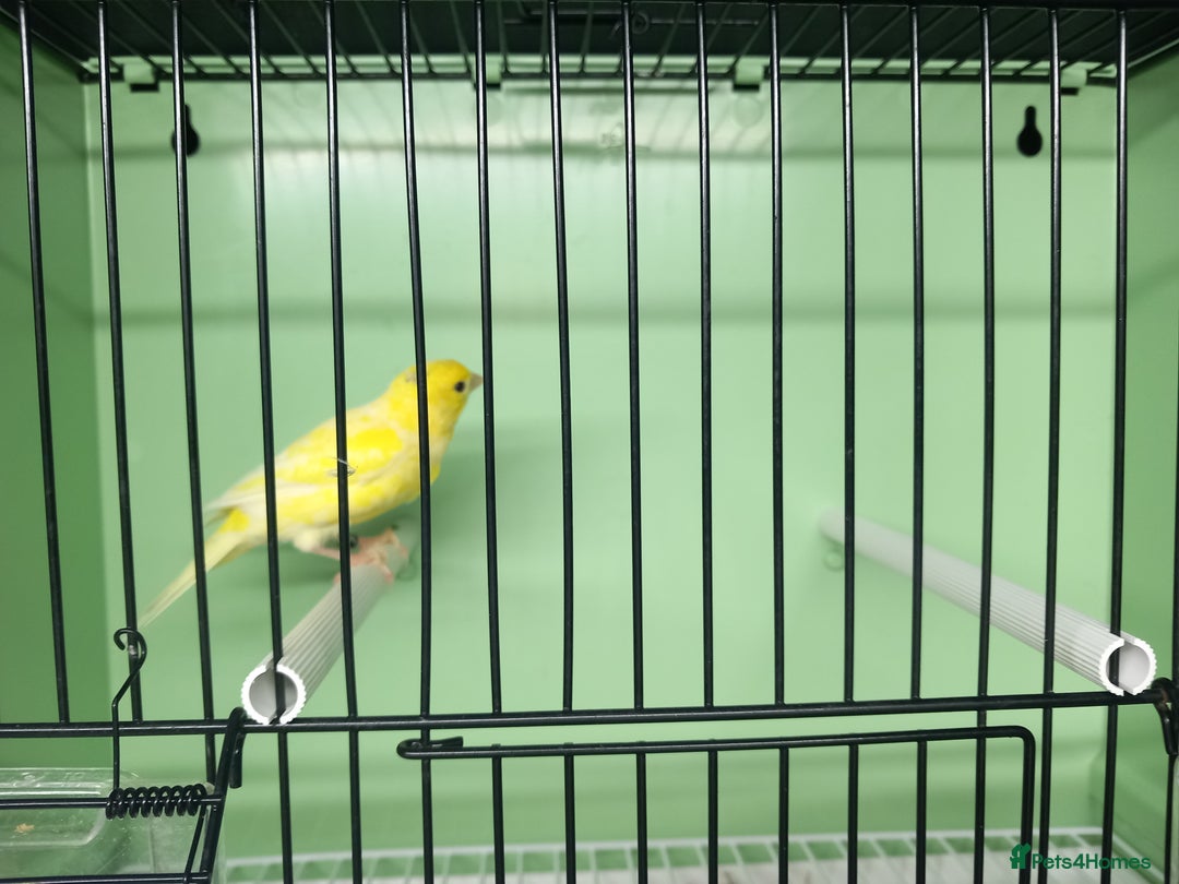 Canaries birds for sale: Canaries  - Image 39