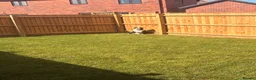 Olde English Bulldogge dogs for sale: Mr Beefy - Advert 4