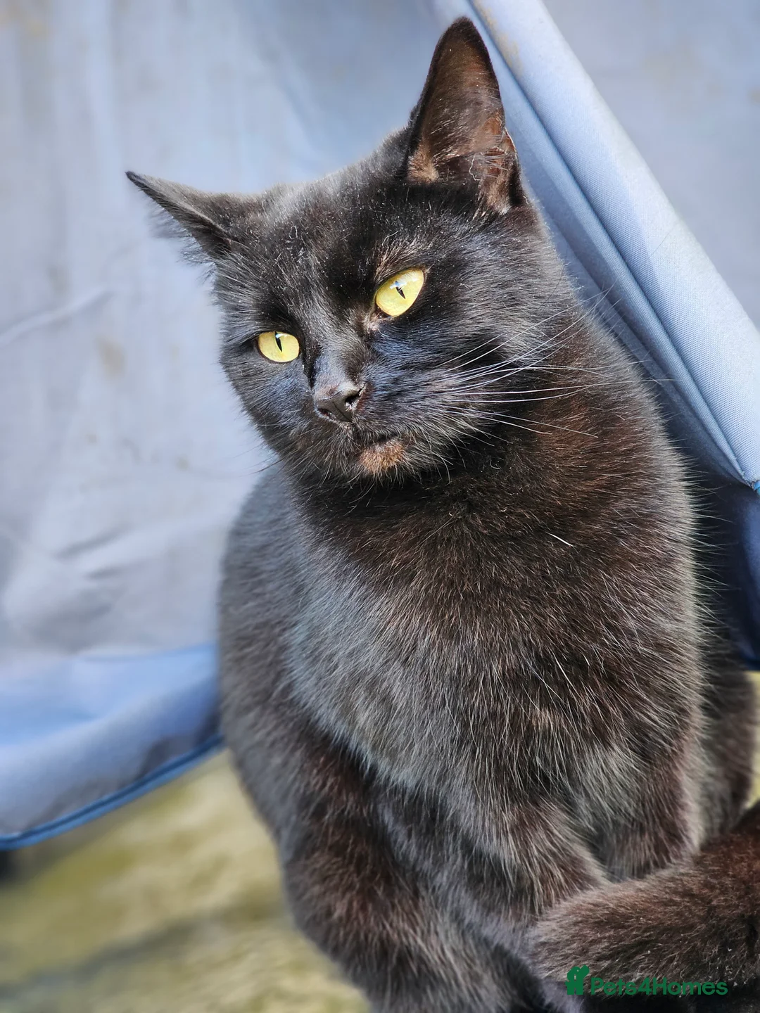 British Shorthair cats for sale: FREE🏡very timid girl cat needing a new home. - Advert 1