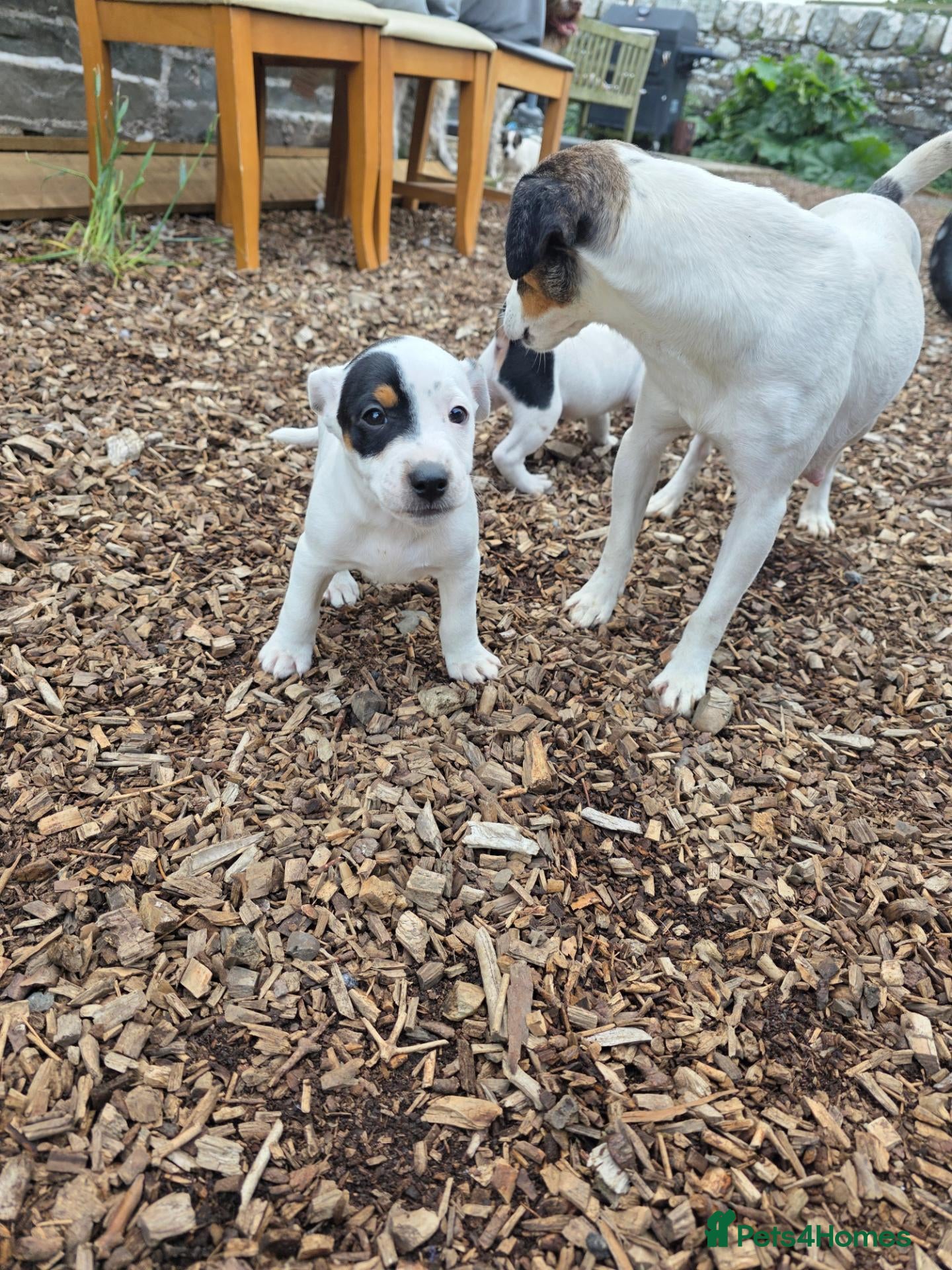 Jack Russell dogs Jack russell puppies - Advert 2