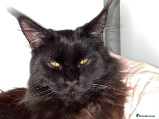 Maine Coon cats in London - Advert 6