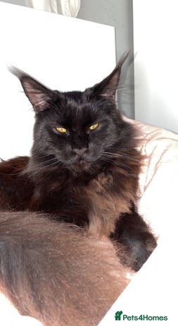 Maine Coon cats TICA active Black Smoke Boy! in London - Advert 16