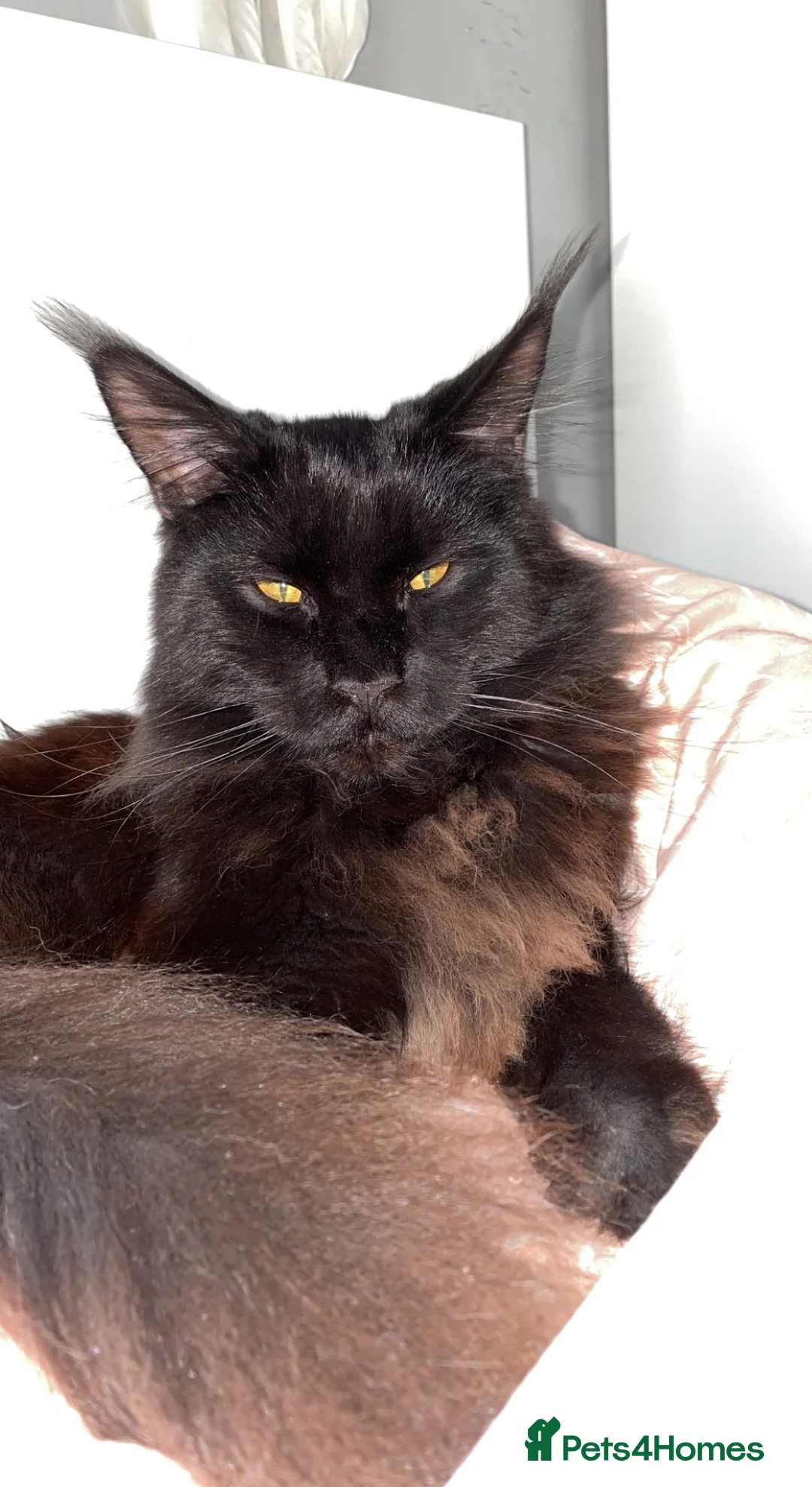 Maine Coon cats for stud: TICA active Black Smoke Boy! - Advert 1