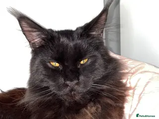 Maine Coon cats TICA active Black Smoke Boy! - Advert 18