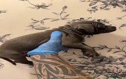 Staffordshire Bull Terrier dogs for sale:  Beautiful blue staffy litter amazing bloodlines - Image 17