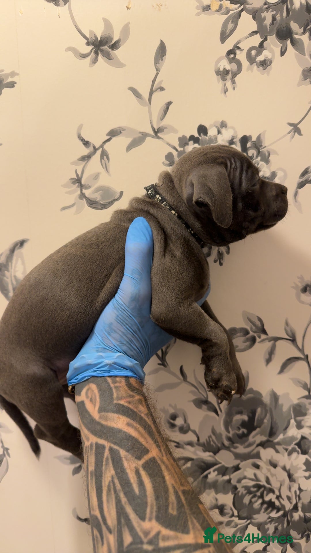 Staffordshire Bull Terrier dogs for sale:  Beautiful blue staffy litter amazing bloodlines - Image 17