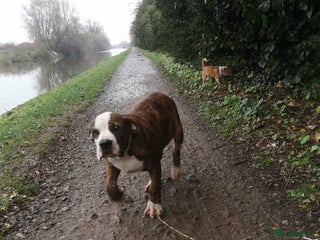 Mixed Breed dogs American bulldog mastiff cross puppies for sale - Advert 1