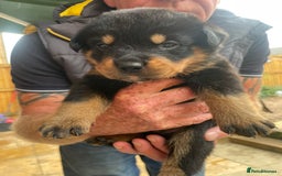 Rottweiler dogs for sale: Rottie pups - Image 12