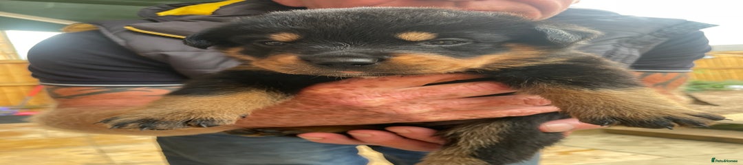 Rottweiler Puppy 4