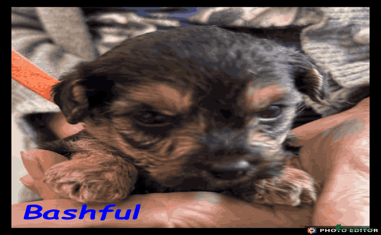 Yorkiepoo dogs - Advert 4