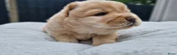 Chow Chow dogs for sale: Show stopping DWKC chow chow pups - Advert 21