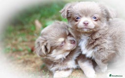 Chihuahua dogs for sale: Lilac chihuahua KC Registered Boys - Image 13