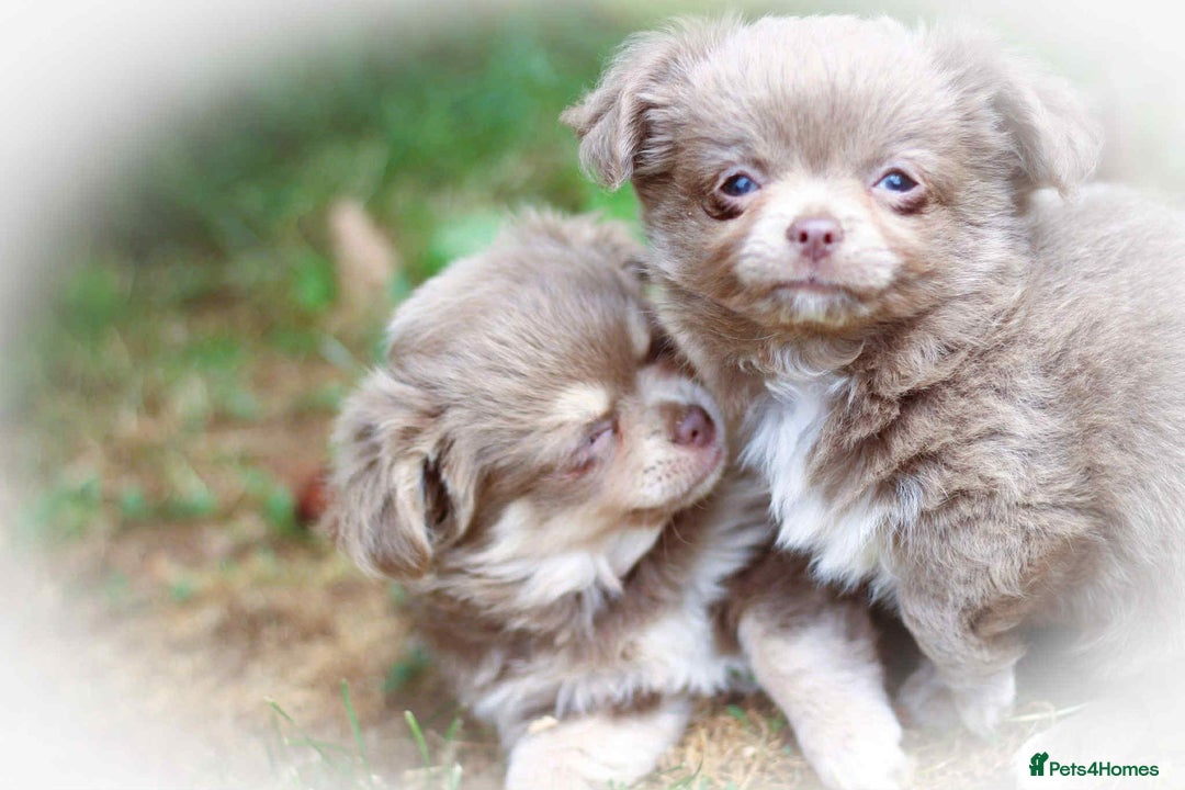 Chihuahua dogs for sale: Lilac chihuahua KC Registered Boys - Image 13