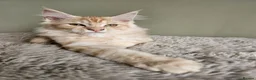 Maine Coon cats for sale: Beautiful Maine Coon kittens  - Advert 8